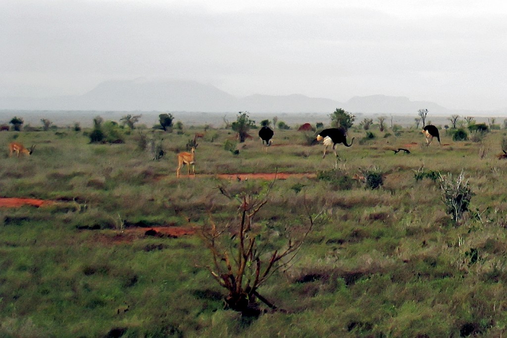 Kenia (421).jpg